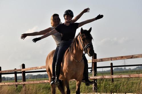 ## FANTASTISCHE & mega brave Fjord x New Forest ruin ##, Dieren en Toebehoren, Pony's, Ruin, E pony (1.48m - 1.57m), 3 tot 6 jaar
