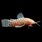 Trio Hoplosternum megalechis thoracata albino, Dieren en Toebehoren, Vissen | Aquariumvissen