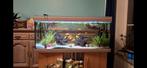 Aquarium rena 240l met toebehoren, Ophalen, Gebruikt, Leeg aquarium