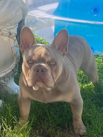 Franse bulldog dekreu ter dekking met zeer goede neus! beschikbaar voor biedingen