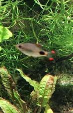 Groep Dawkinsia assimilis of mascarabarbeel, Dieren en Toebehoren