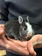 Dwergkonijn, Dieren en Toebehoren, Konijnen, Vrouwelijk, Dwerg, 0 tot 2 jaar