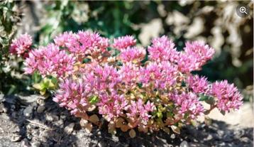 96 Sedum spurium - Kaukasische, roze vetkruid P9 beschikbaar voor biedingen