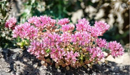 96 Sedum spurium - Kaukasische, roze vetkruid P9, Tuin en Terras, Planten | Tuinplanten, Vaste plant, Bodembedekkers, Volle zon