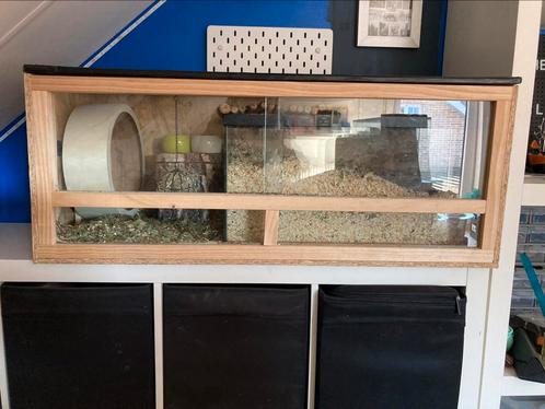Terrarium/gerbilarium, Dieren en Toebehoren, Knaagdieren en Konijnen | Hokken en Kooien, Gebruikt, Hok, Hamster, Muis, Ophalen