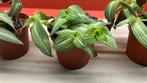 Tradescantia Callisia, Ophalen of Verzenden