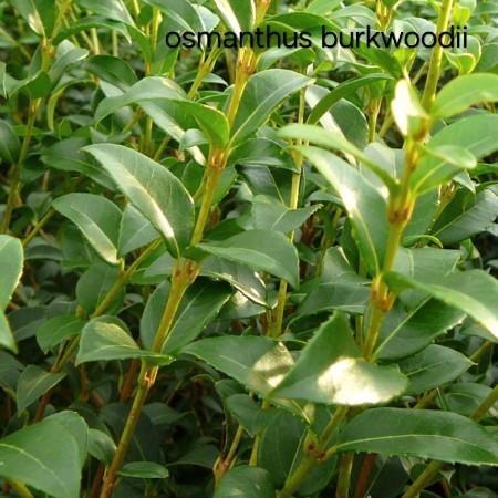 Haagplanten!, Tuin en Terras, Planten | Struiken en Hagen, Taxus, Ophalen