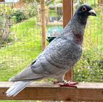 Kleurpostduiven, Dieren en Toebehoren, Vogels | Duiven, Meerdere dieren, Postduif