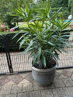 Grote gele/zalmkleur oleander met aardewerk bloempot erbij, Ophalen, Aardewerk