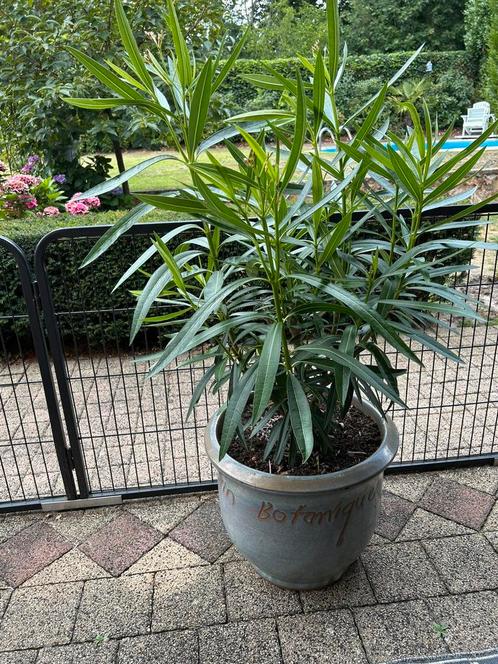 Grote gele/zalmkleur oleander met aardewerk bloempot erbij, Tuin en Terras, Bloempotten, Aardewerk, Ophalen
