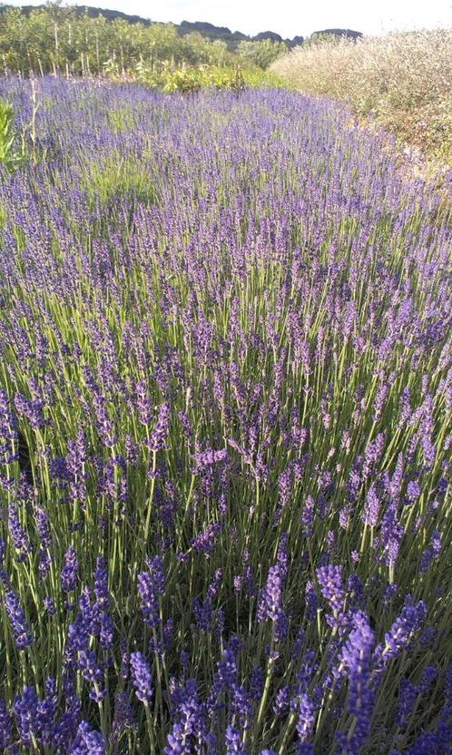 Lavendel 'Hidcote Blue'  Bodembedekker, Tuin en Terras, Planten | Tuinplanten, Vaste plant, Bodembedekkers, Volle zon, Zomer, Ophalen