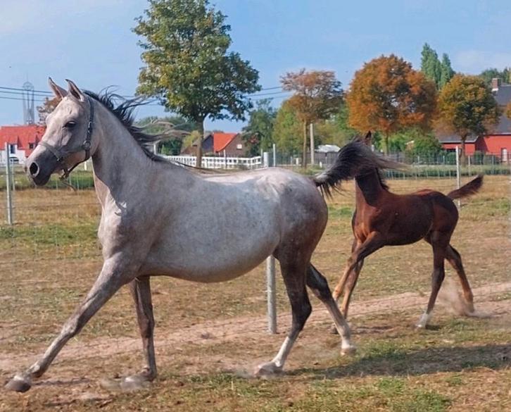 Bijna 4-jarige Merrie met quarter mix veulen hengstenveulen, Dieren en Toebehoren, Pony's, Merrie