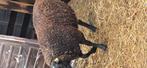 Baggerbonte ooi lam, Dieren en Toebehoren, Schapen, Geiten en Varkens