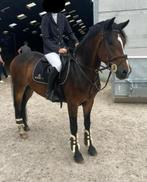 Springpaardje te koop, Dieren en Toebehoren, E pony (1.48m - 1.57m), Met stamboom, Ruin, Springpony