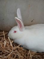 Néo zélandais, Animaux & Accessoires, Femelle