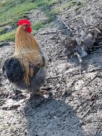 Cochin haantjes, Dieren en Toebehoren, Pluimvee