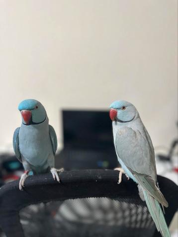 1 handtamme pratende halsbandparkiet beschikbaar voor biedingen