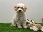 Maltipoo puberpups - champagne kleur