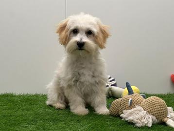Maltipoo puberpups - champagne kleur beschikbaar voor biedingen