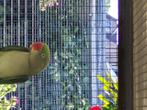 Vogels, Dieren en Toebehoren, Meerdere dieren, Parkiet, Geringd
