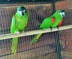 Koppelr ARA NOBILIS, Dieren en Toebehoren, Meerdere dieren, Papegaai, Geringd