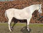 Top fokmerrie Clarissimo Z 1m45 nakomeling *stam Carthago Z*, Dieren en Toebehoren, Paarden, Merrie, Springpaard, Gechipt, 170 tot 175 cm