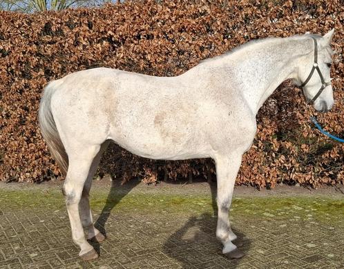 Top fokmerrie Clarissimo Z 1m45 nakomeling *stam Carthago Z*, Dieren en Toebehoren, Paarden, Merrie, Onbeleerd, 170 tot 175 cm