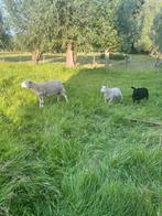 Swifter ooi met 2 ramlammeren, Dieren en Toebehoren, Schapen, Geiten en Varkens