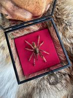 Recent opgezette Tarantula in glazen kastje, Ophalen of Verzenden