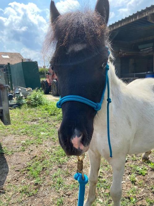 Mooi en leuk ruintje, Dieren en Toebehoren, Pony's, Ruin, Onbeleerd, 0 tot 2 jaar, Gechipt, Ontwormd, Ingeënt