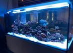 Aquarium Red Sea Peninsula 650, Dieren en Toebehoren, Ophalen