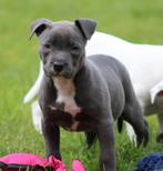 Amerikaanse Stafford pups, CDV (hondenziekte), Meerdere, 8 tot 15 weken, Meerdere dieren