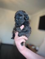 Prachtige pomapoo pups toy poedel x dwerg kees, Dieren en Toebehoren, Poedel, Parvo, België, 8 tot 15 weken