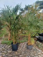 Palmen winterhard ook apart te koop, Tuin en Terras, Ophalen