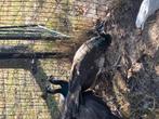 Spalding pauw haan 2025, Dieren en Toebehoren, Pluimvee