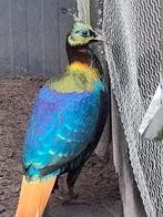 Glansfazant haan te ruil, Dieren en Toebehoren, Pluimvee, Mannelijk, Overige soorten