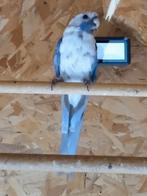 Penant rosella, Dieren en Toebehoren