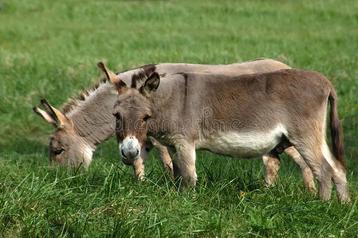 2 mannelijke ezel broers (4j) gecastreerd beschikbaar voor biedingen
