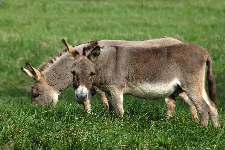 2 mannelijke ezel broers (4j) gecastreerd, Dieren en Toebehoren, Overige Dieren, Mannelijk, Februari