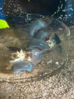 Posthoornslakken blauw/roos/bruin voor aquarium of vijver, Dieren en Toebehoren, Vissen | Aquariumvissen, Slak of Weekdier, Zoetwatervis