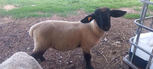 Suffolk ramlam 2025, Dieren en Toebehoren, Schapen, Geiten en Varkens