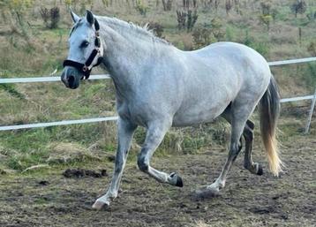 Verzorg paarden aangeboden  disponible aux enchères