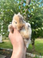 Leeuwenkopjes, Dieren en Toebehoren, Meerdere dieren