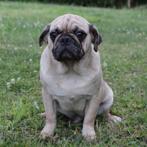 Cosmo - Mops te koop, 15 weken tot 1 jaar, Buitenland, CDV (hondenziekte), Eén hond