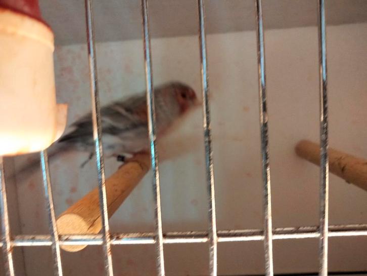 Te bekomen jonge en overjaarse agaat rode mozaïek kanaries ., Dieren en Toebehoren, Vogels | Kanaries, Kleurkanarie, Meerdere dieren