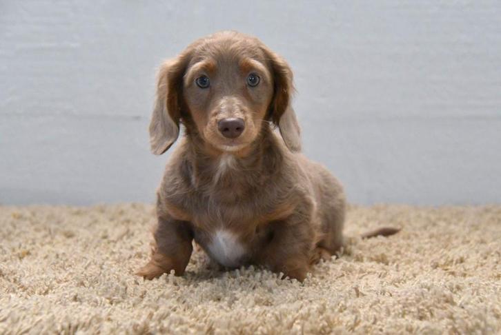 Chiots teckel à poil long à vendre, Animaux & Accessoires, Chiens | Teckels & Bassets, Plusieurs animaux, Poils longs, Nain, Éleveur | Professionnel