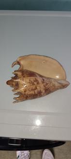 schaaldieren, Verzamelen, Ophalen, Schelp(en)