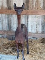 Alpaca merrie te koop