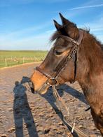 Merrie voor fokkerij of recreatie, Dieren en Toebehoren, Pony's, Merrie, D pony (1.37m tot 1.48m), Recreatiepony