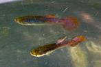 Guppy’s uit de vijver gratis ophalen, Vis, Zoetwatervis